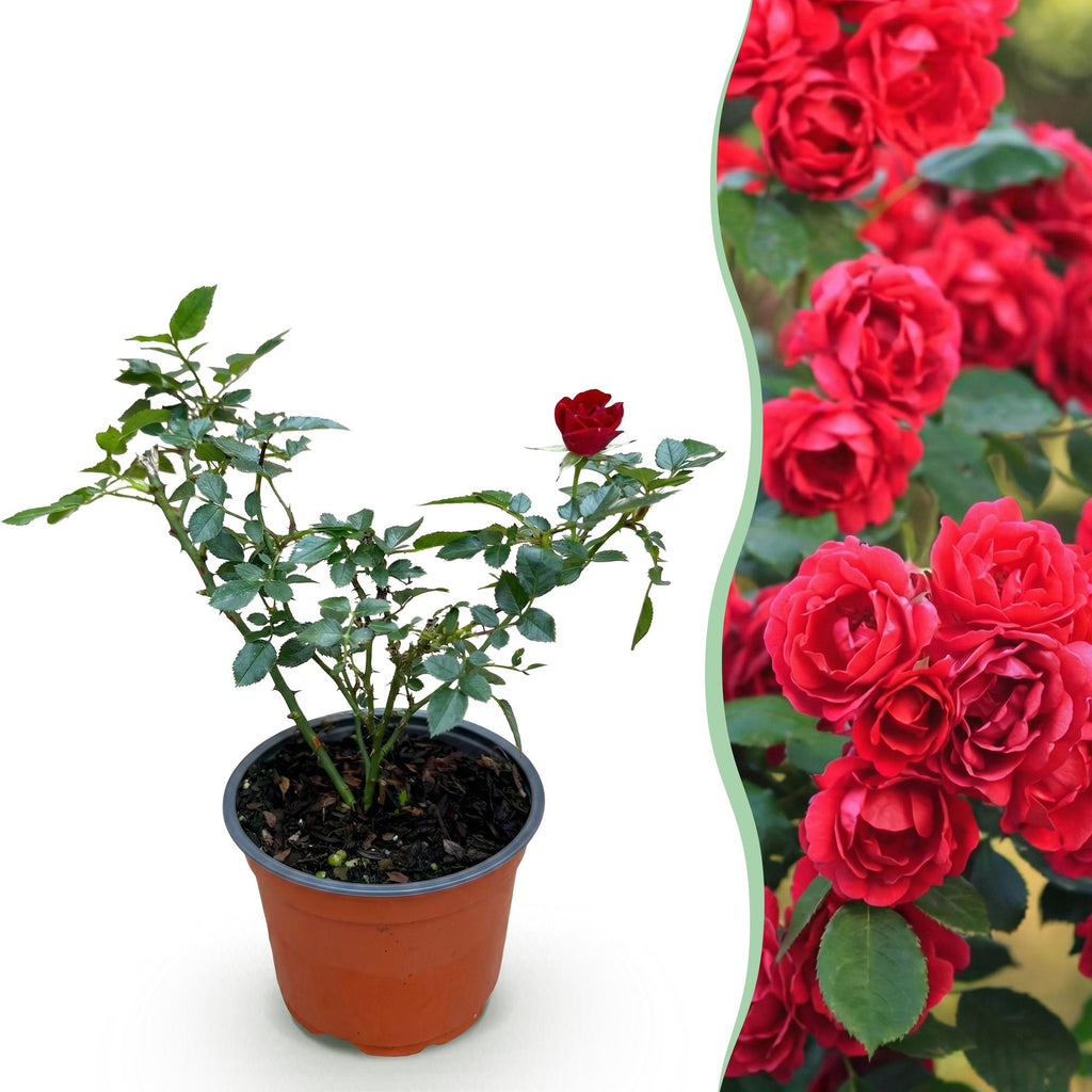 Tuin Roos - Rosa Rote The Fairy - Roos - Winterhard - Rood - 1 Plant - Pot 12cm - Hoogte Hoogte 20-25cm