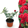Tuin Roos - Rosa Rote The Fairy - Roos - Winterhard - Rood - 1 Plant - Pot 12cm - Hoogte Hoogte 20-25cm