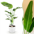 Kamerplanten - Strelitzia Nicolai - Paradijsvogelbloem - Weinig onderhoud - Groen - 1 Plant - met Potter Wit - Pot 21cm - Hoogte 110-120cm