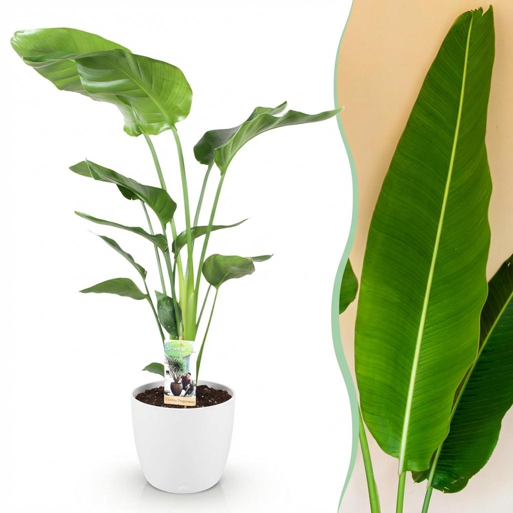 Kamerplanten - Strelitzia Nicolai - Paradijsvogelbloem - Weinig onderhoud - Groen - 1 Plant - met Potter Wit - Pot 21cm - Hoogte 110-120cm
