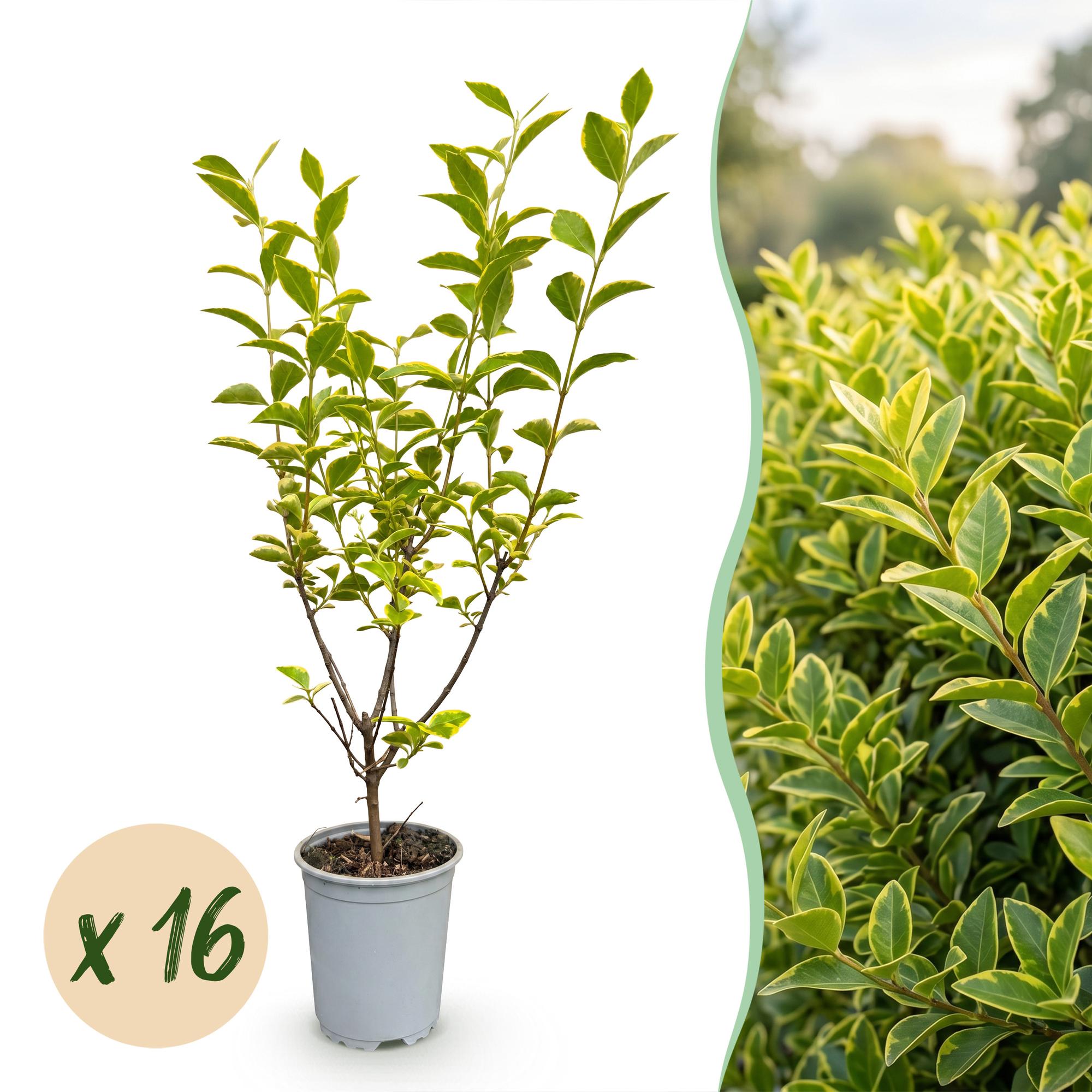 16x Ligustrum ovalifolium Aureum - Bontbladige Liguster - Haagplanten - Groenblijvend - Bont - Pot 9cm - Hoogte 35-45cm