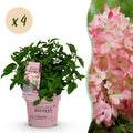 Tuinplant - Hydrangea panniculata Groundbreaker Blush - Pluimhortensia - Winterhard - Roze - 4 Planten - Pot 14cm - Hoogte 20-25cm