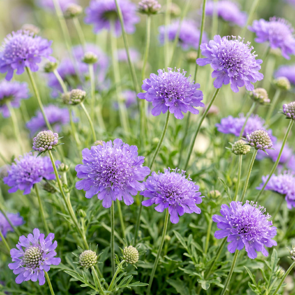 Vasteplant - Scabiosa col. Butterfly Blue - Duifkruid - Bijen en Vlinderlokkers - Paars - 1 Plant - Pot 11cm - Hoogte 15-25cm