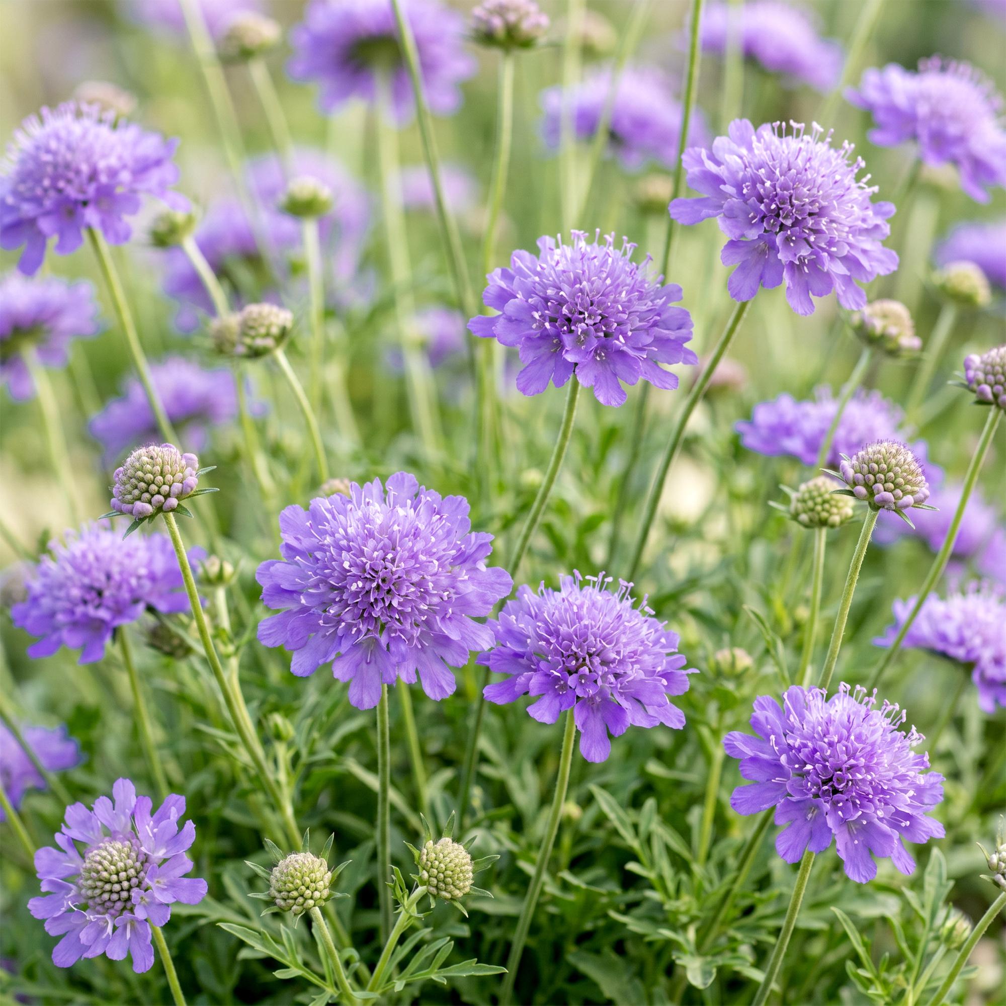 Vasteplant - Scabiosa col. Butterfly Blue - Duifkruid - Bijen en Vlinderlokkers - Paars - 1 Plant - Pot 11cm - Hoogte 15-25cm