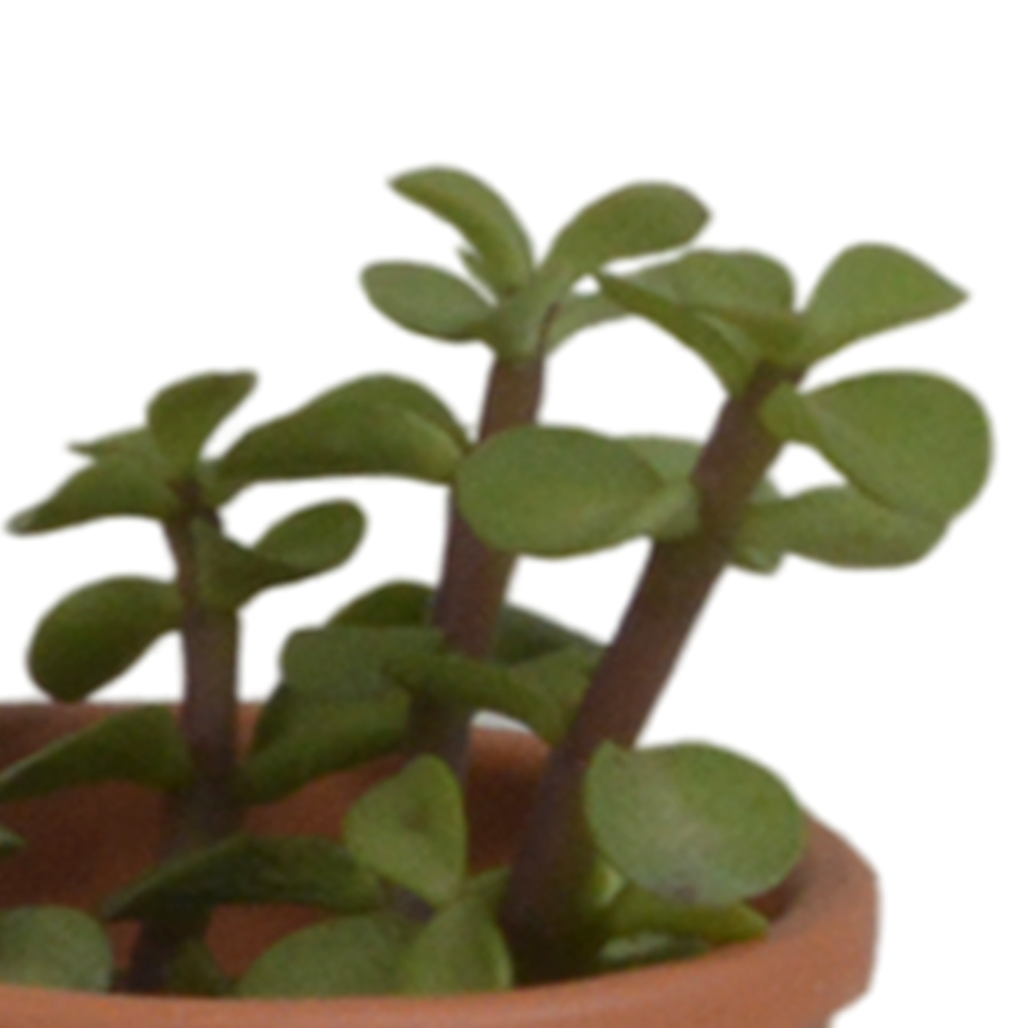Vetplanten mix 5.5 cm - 5x - in terracotta pot