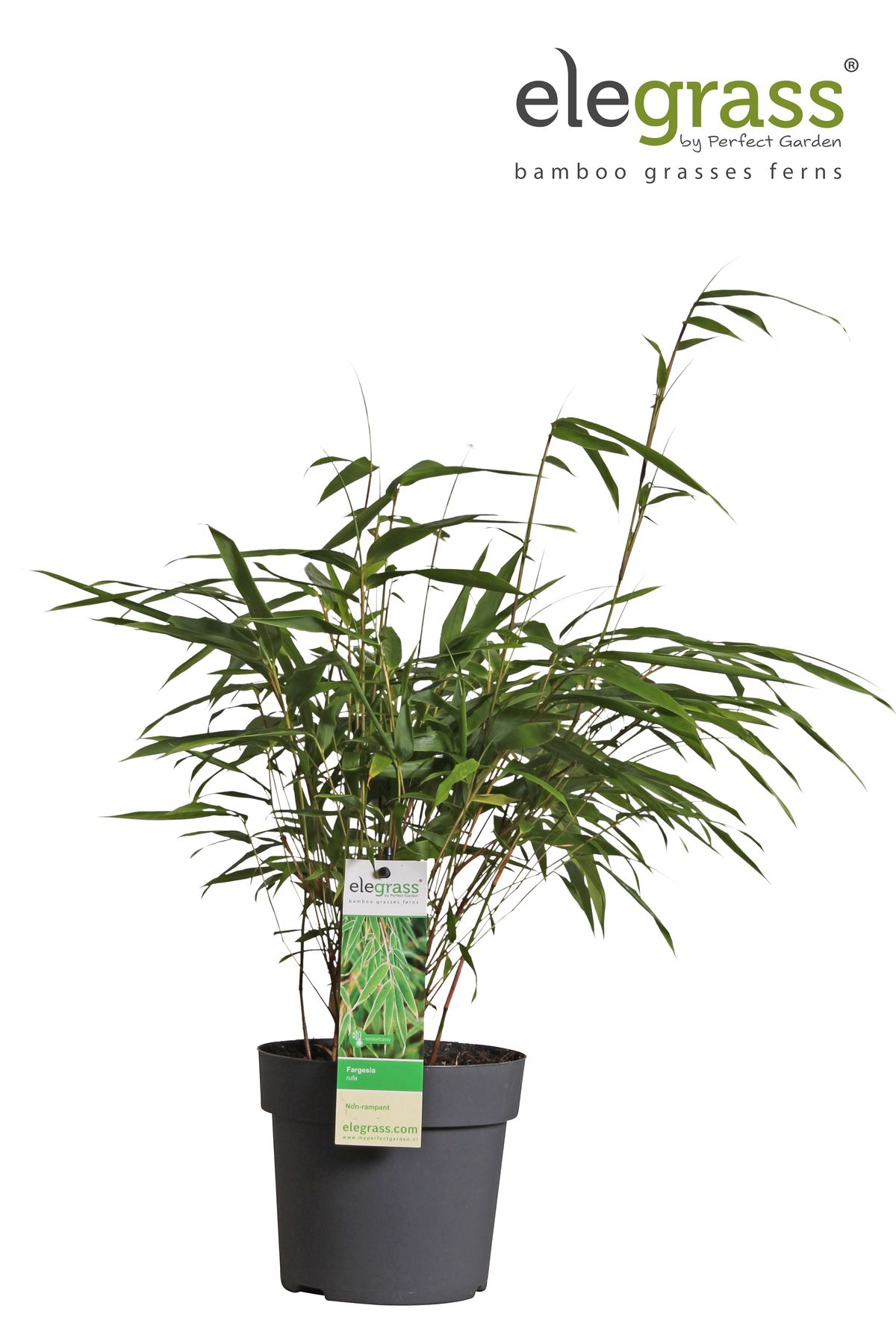 Fargesia rufa - Niet woekerende bamboe - Ø14 - ↨40cm