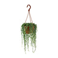 Senecio Herreianus - Ø12cm - ↕20cm