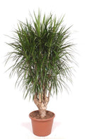Dracaena Marginata vertakt XXL - 190cm ⌀ 40-45 cm