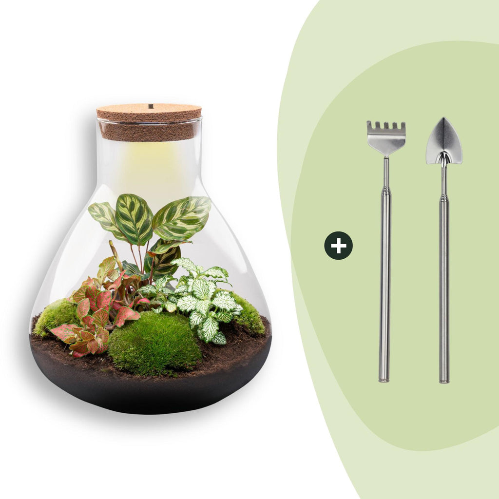 DIY Planten terrarium met licht - Sam XL Red - Ø 30 cm ↑ 32 cm - Rake + Shovel