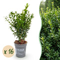 16x Buxus sempervirens - Palmboompje - Haagplanten - Groenblijvend - Groen - Pot 9cm - Hoogte 20-25cm