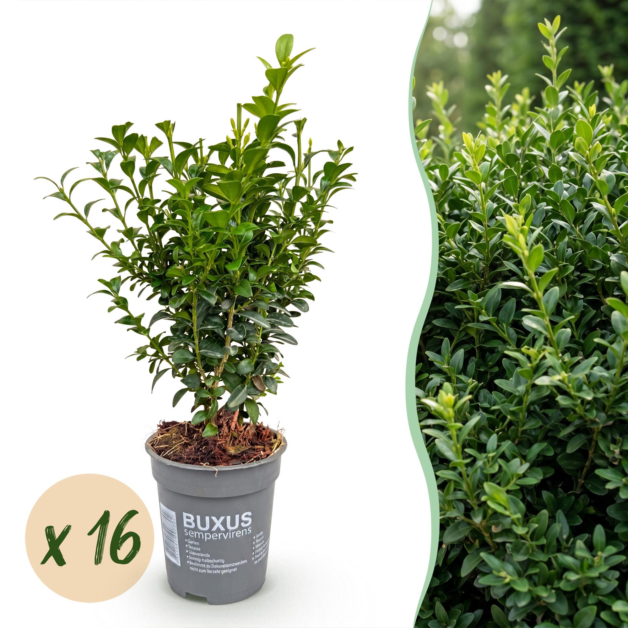 16x Buxus sempervirens - Palmboompje - Haagplanten - Groenblijvend - Groen - Pot 9cm - Hoogte 20-25cm