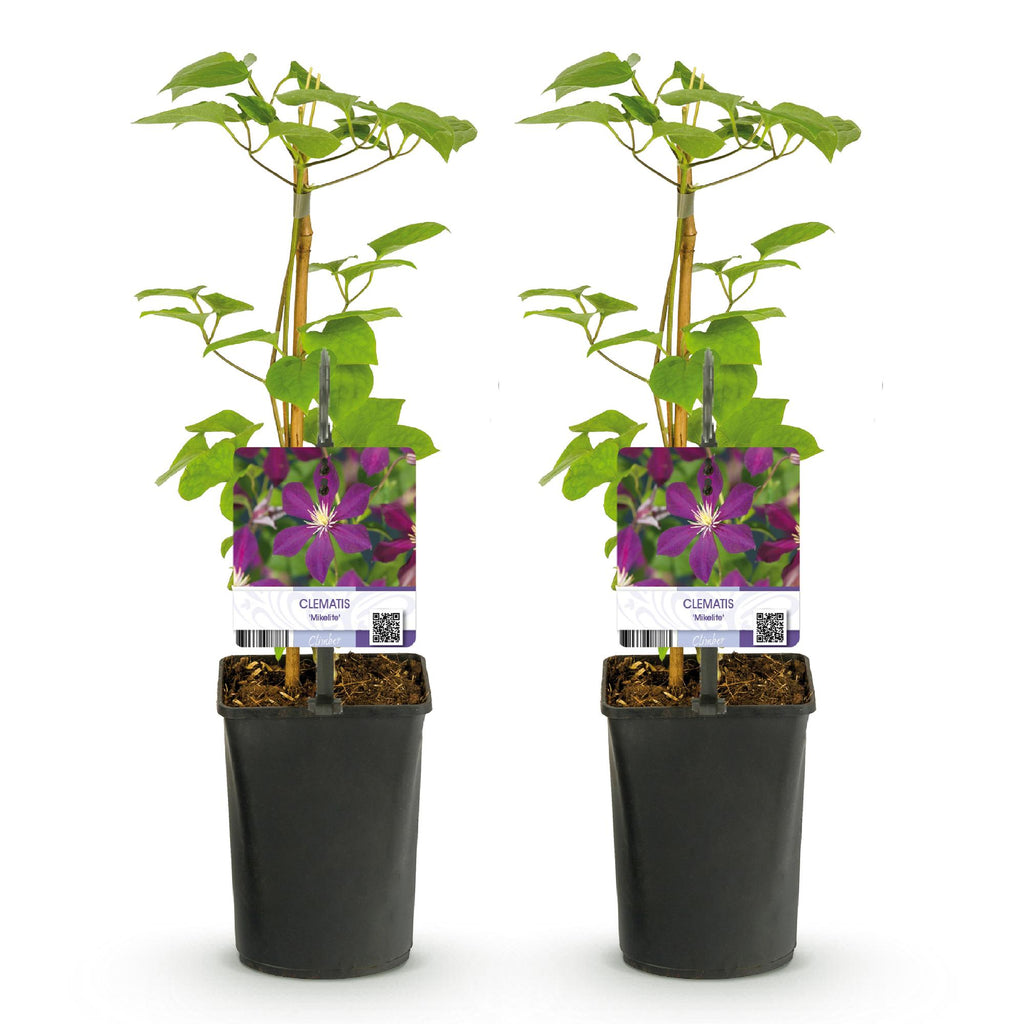 Klimplant - Clematis Mikelite - Bloem Paars - Weinig onderhoud -2 planten -  Pot 11cm Hoogte 40cm
