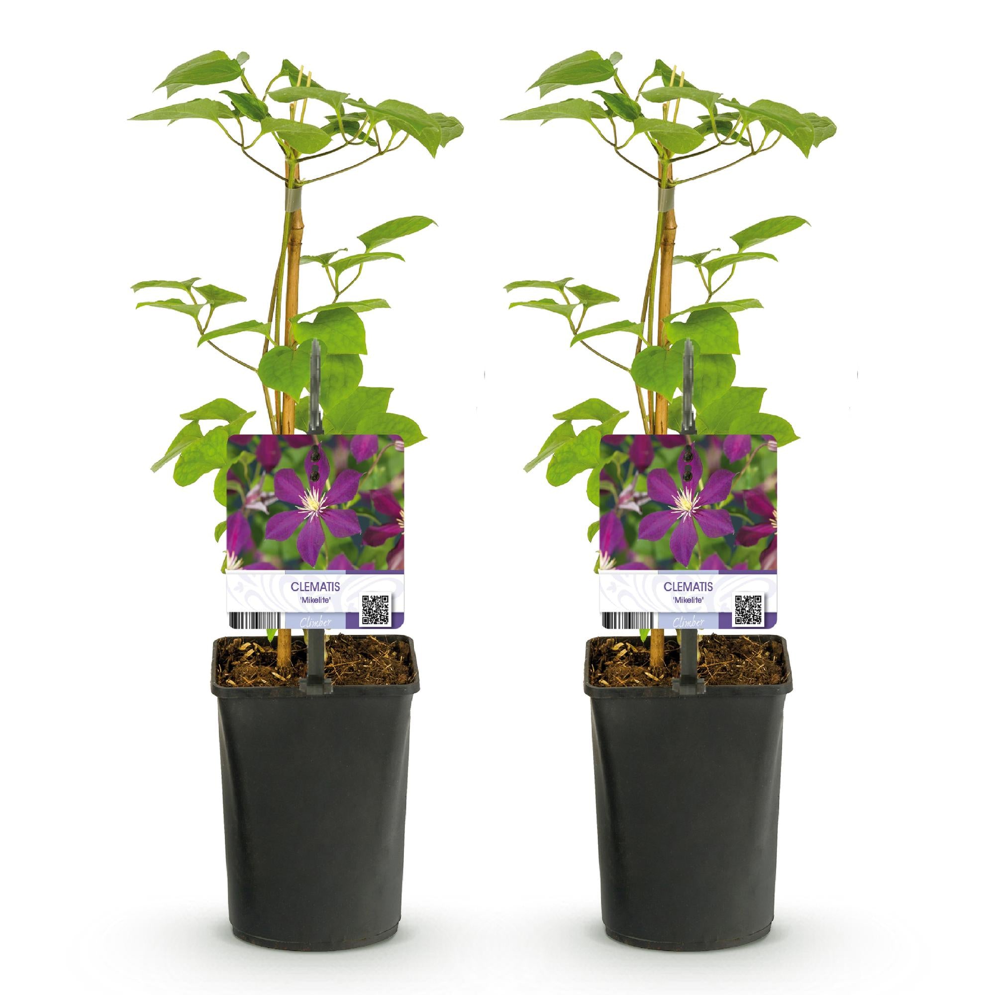 Klimplant - Clematis Mikelite - Bloem Paars - Weinig onderhoud -2 planten -  Pot 11cm Hoogte 40cm