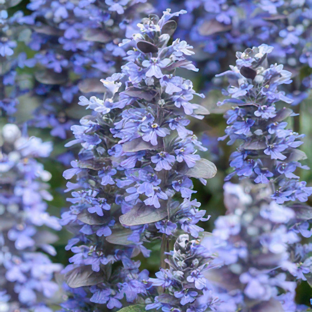 24x Ajuga reptans - ↕10-25cm - Ø9cm