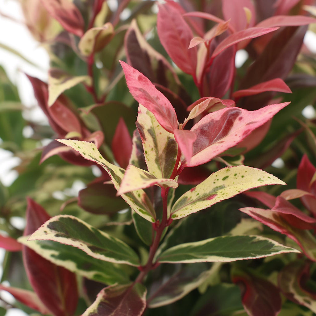 Tuinplant - Leucothoe Colour Diamond - Bont - 2 Planten - Groenblijvend - Weinig Onderhoud - Pot 17cm Hoogte 45cm