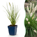 Grassen - Pennisetum alop. Little Bunny - Lampenpoetsergras - Met Pluim - Groen - 24 Planten - Pot 11cm - Hoogte 15-25cm