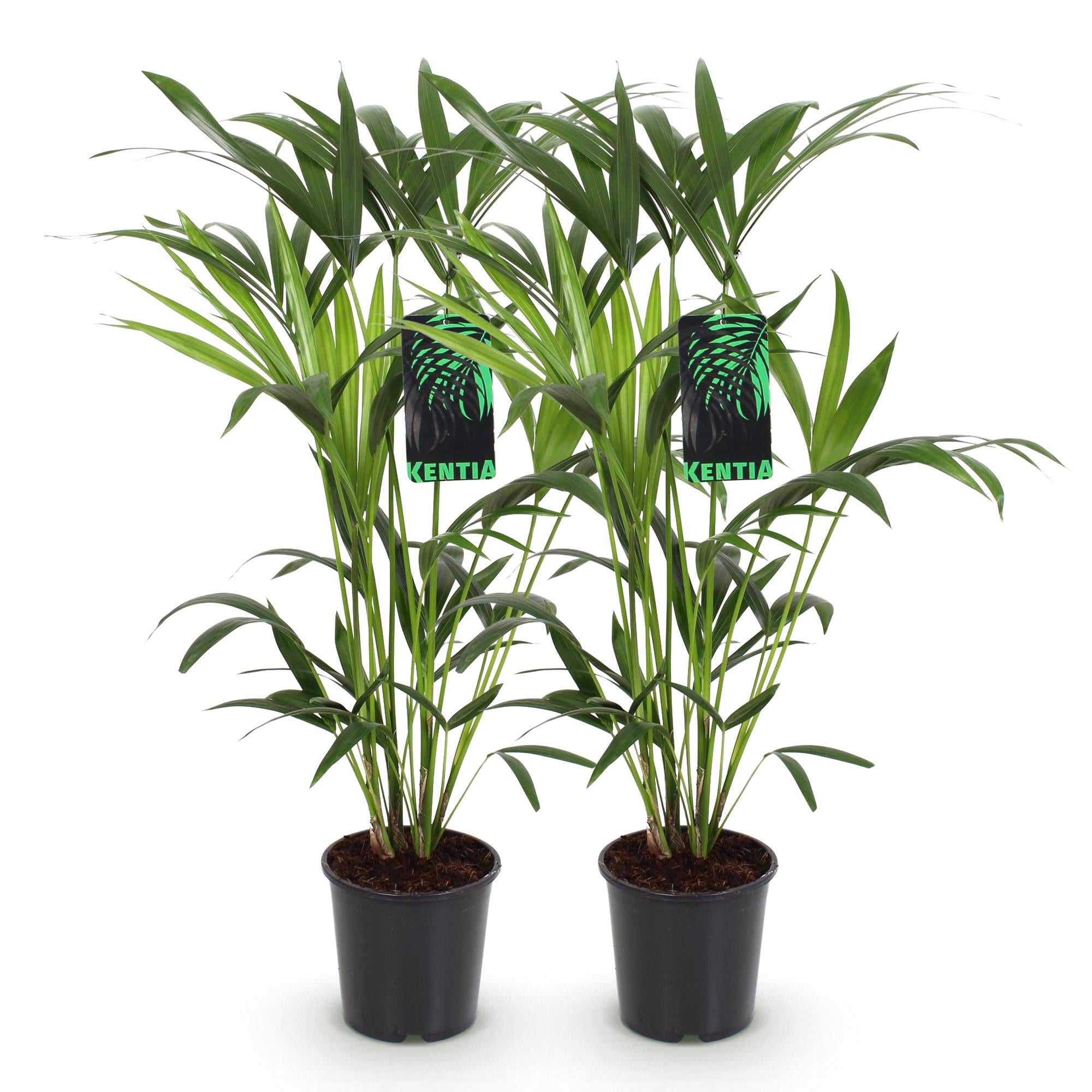 Kamerplant - Howea Forsteriana - Kentia Palm - Weinig Onderhoud - Groen - 2 planten - Pot 19cm - Hoogte 80-85cm