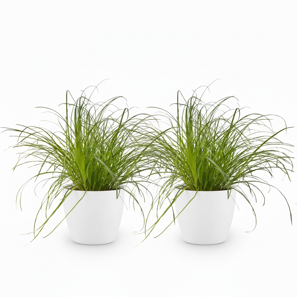 Kamerplant - Cyperus alternifolius Zumula - Kattengras - Huisdiervriendelijke Plant - Groen - 2 Planten - met Potter Wit - Pot 12cm - Hoogte 20cm