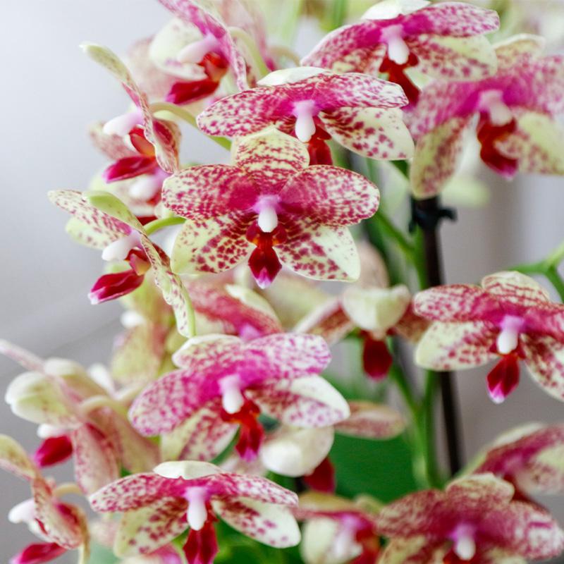 Kolibri Orchids | Oranje orchidee Grosetto met Poppy sierpot oranje– potmaat Ø9 cm – vers van de kweker