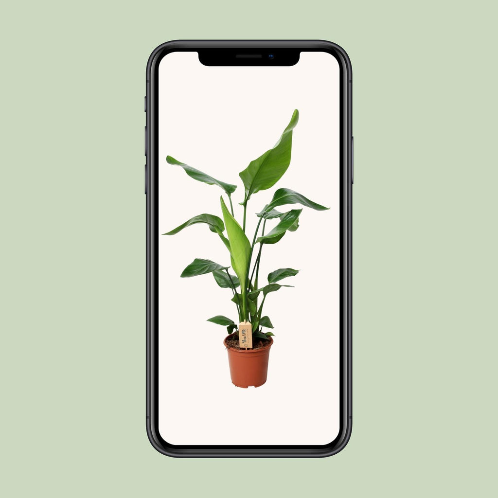PROMO - Strelitzia Nicolai - Ø19cm - ↕90cm