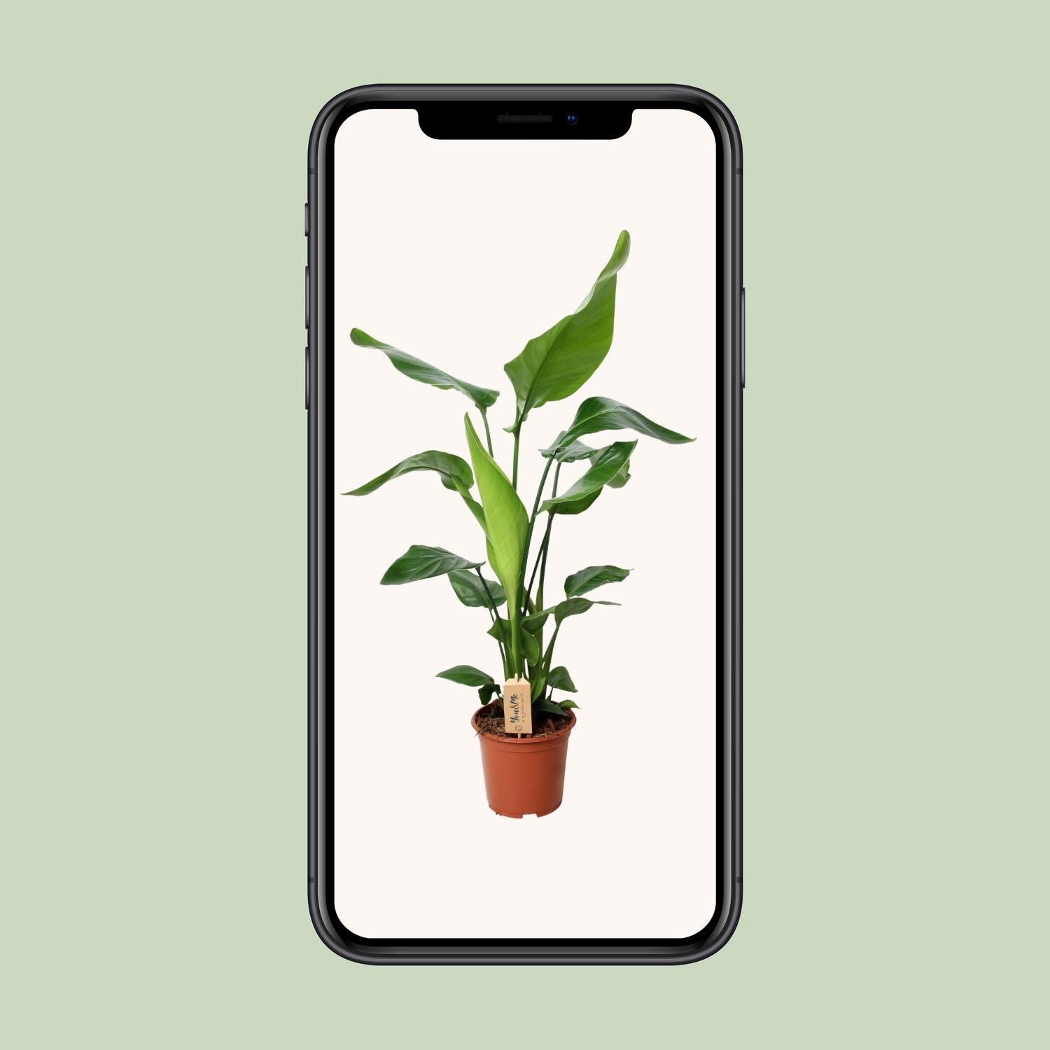 PROMO - Strelitzia Nicolai - Ø19cm - ↕90cm