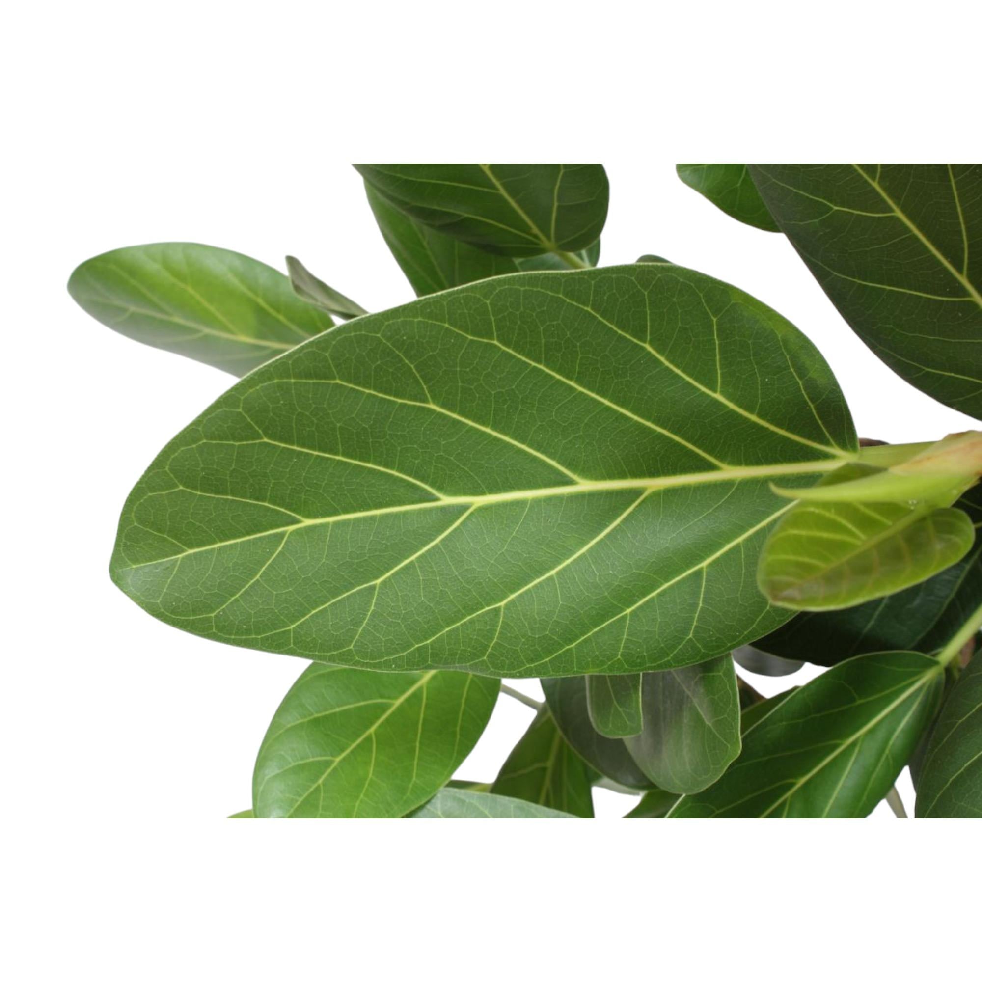 Ficus Benghalensis boom - 150 cm - ø30