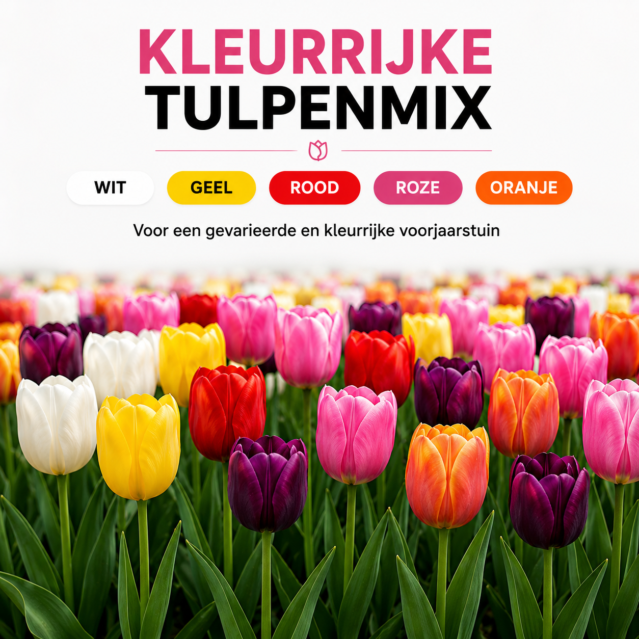 Tulpenbollen Mix - 20 Stuks - Winterhard - Maat 11/12