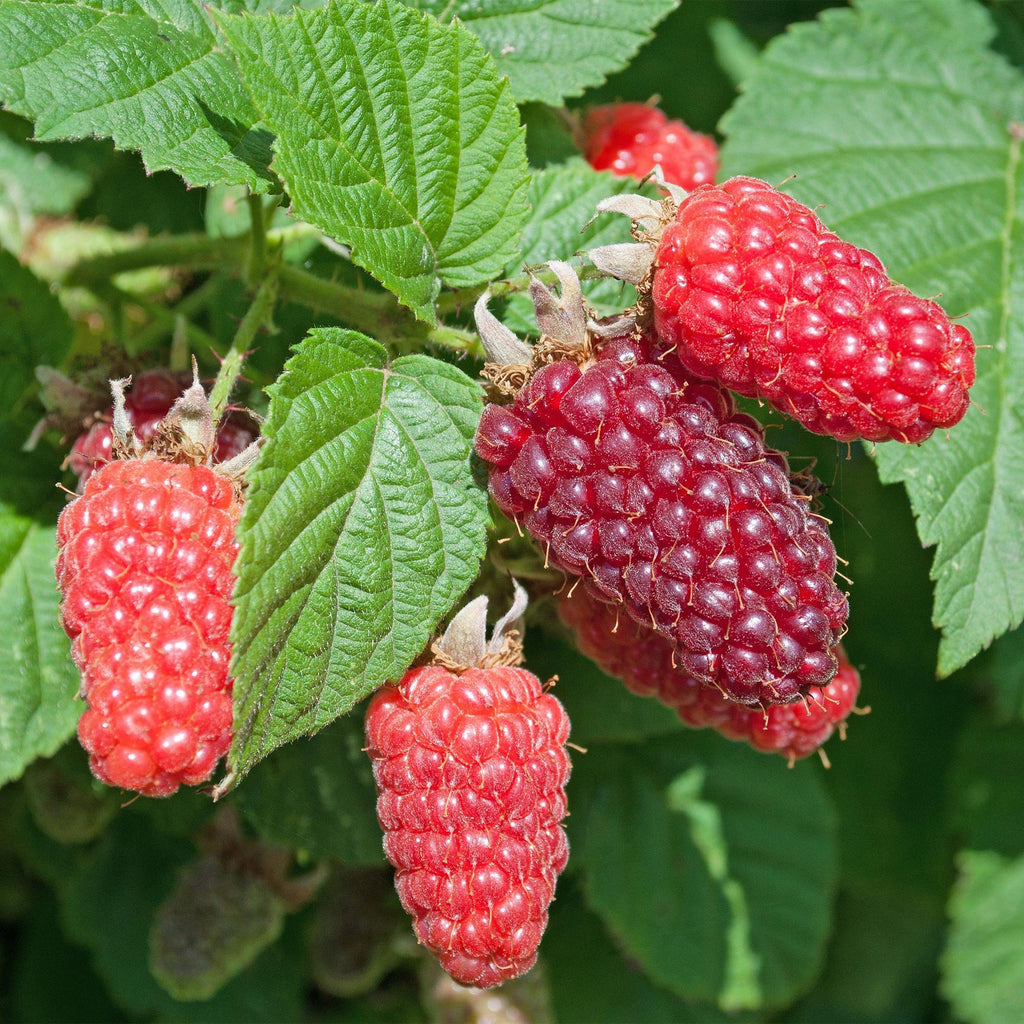 Fruitplant - Rubus log. Tayberry - Braamboos - Winterhard - Paarse Framboos - 2 Planten - Pot 15cm - Hoogte 50cm