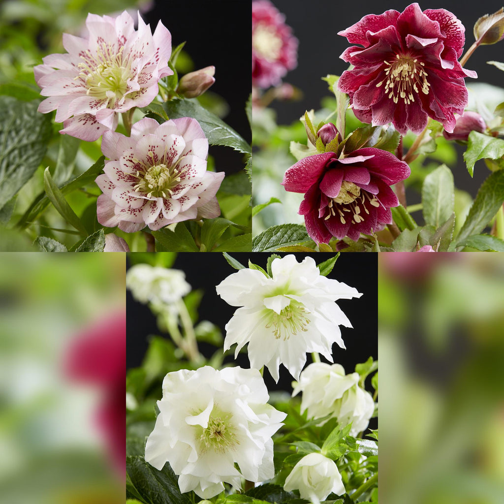 Tuinplant - Lenten Rose - Helleborus orientalis Double Tricolour - Roze - Rode - Witte Bloem -3 Planten - Groenblijvend - Pot 14cm Hoogte 35cm