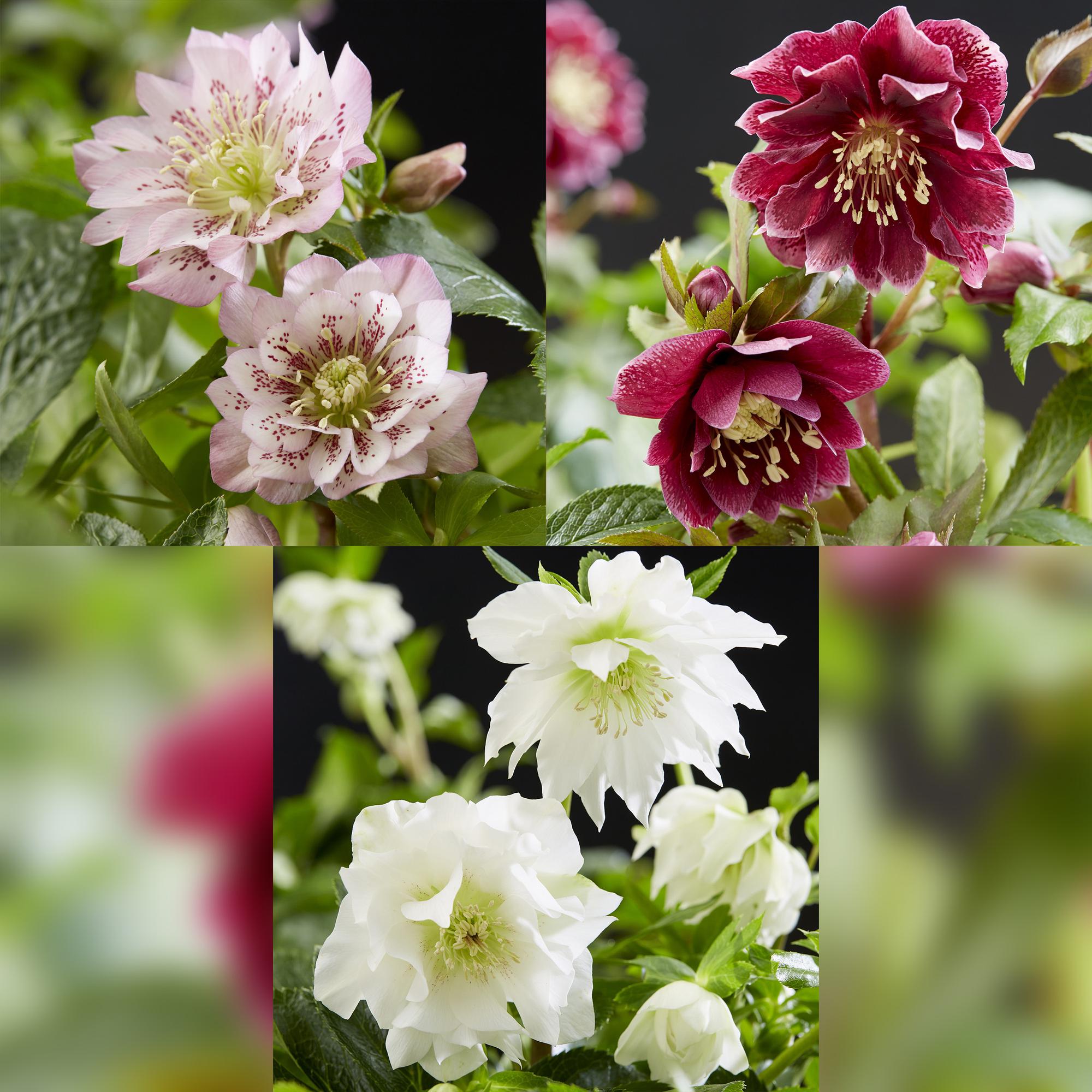 Tuinplant - Lenten Rose - Helleborus orientalis Double Tricolour - Roze - Rode - Witte Bloem -3 Planten - Groenblijvend - Pot 14cm Hoogte 35cm