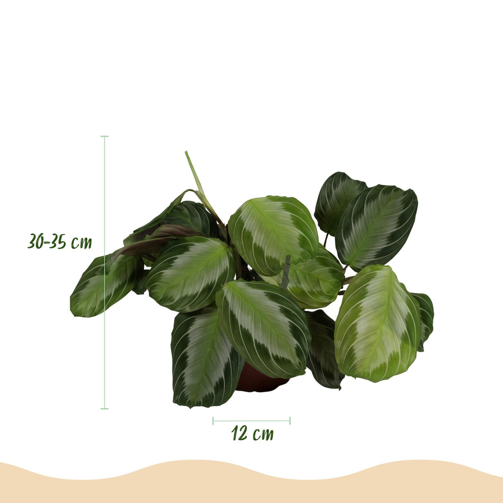Kamerplant - Maranta Fascinator Silverband - Gebedsplant - Huisdiervriendelijke Plant - Groen - 2 Planten - met Potter Grijs - Pot 12cm - Hoogte 25cm