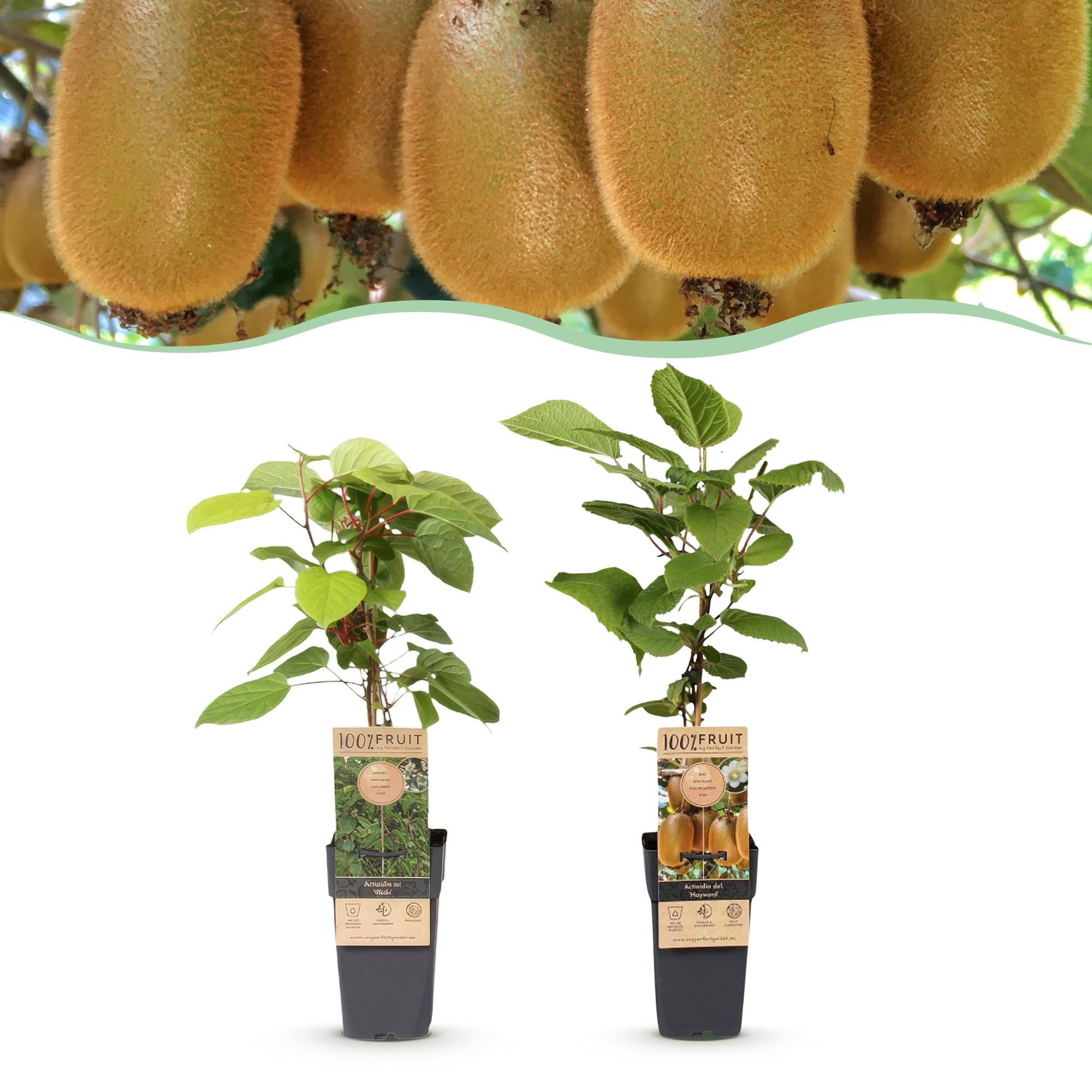 Fruitplant - Actinidia Weiki & Hayward - Kiwiplant - 1 Mannelijke - 1 Vrouwelijke - Planten - Groen - Pot 15cm - Hoogte 50cm