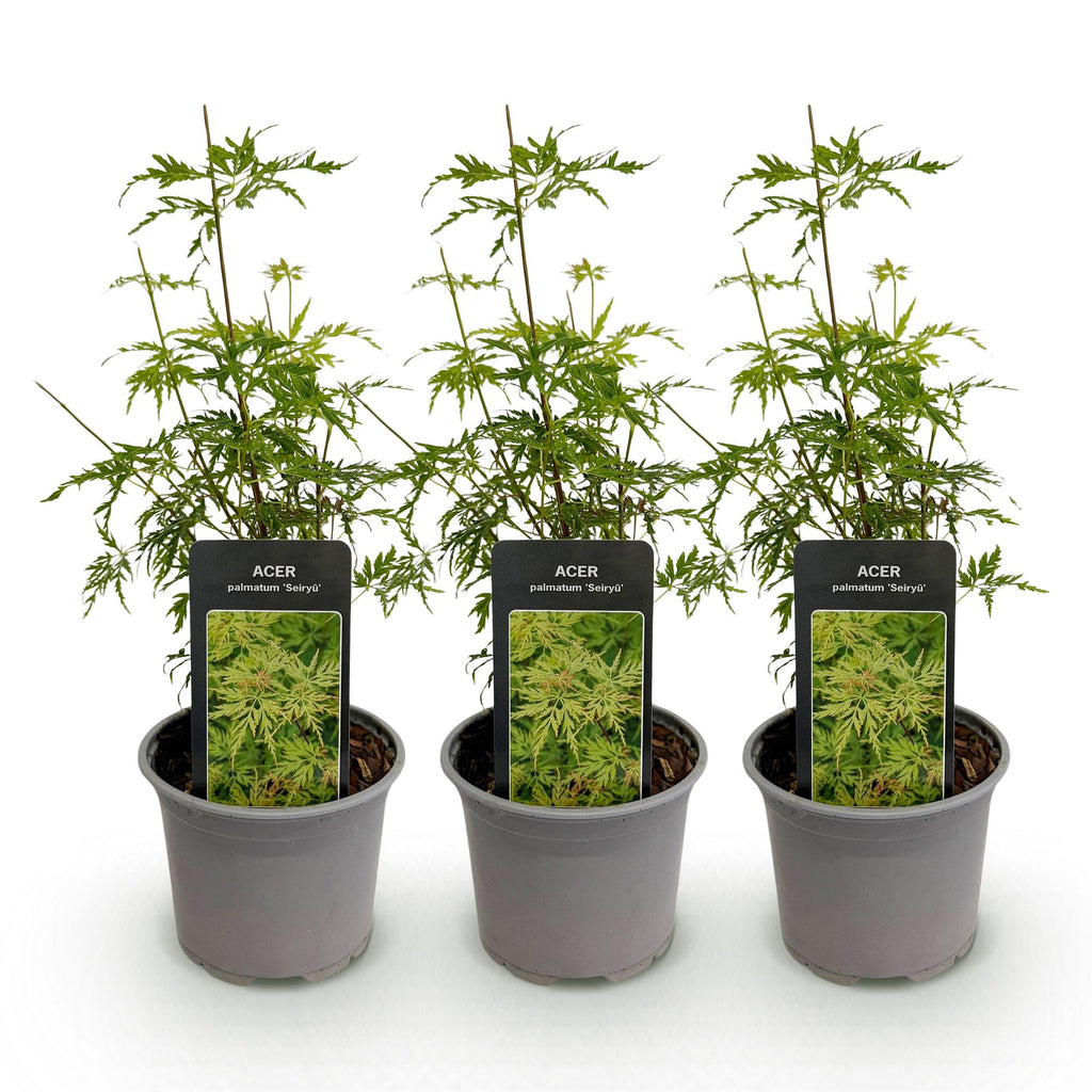 Tuinplant - Acer palmatum Seiryu - Groen 3 Planten - Bladverliezend - Weinig Onderhoud  - Pot 12cm Hoogte 35cm
