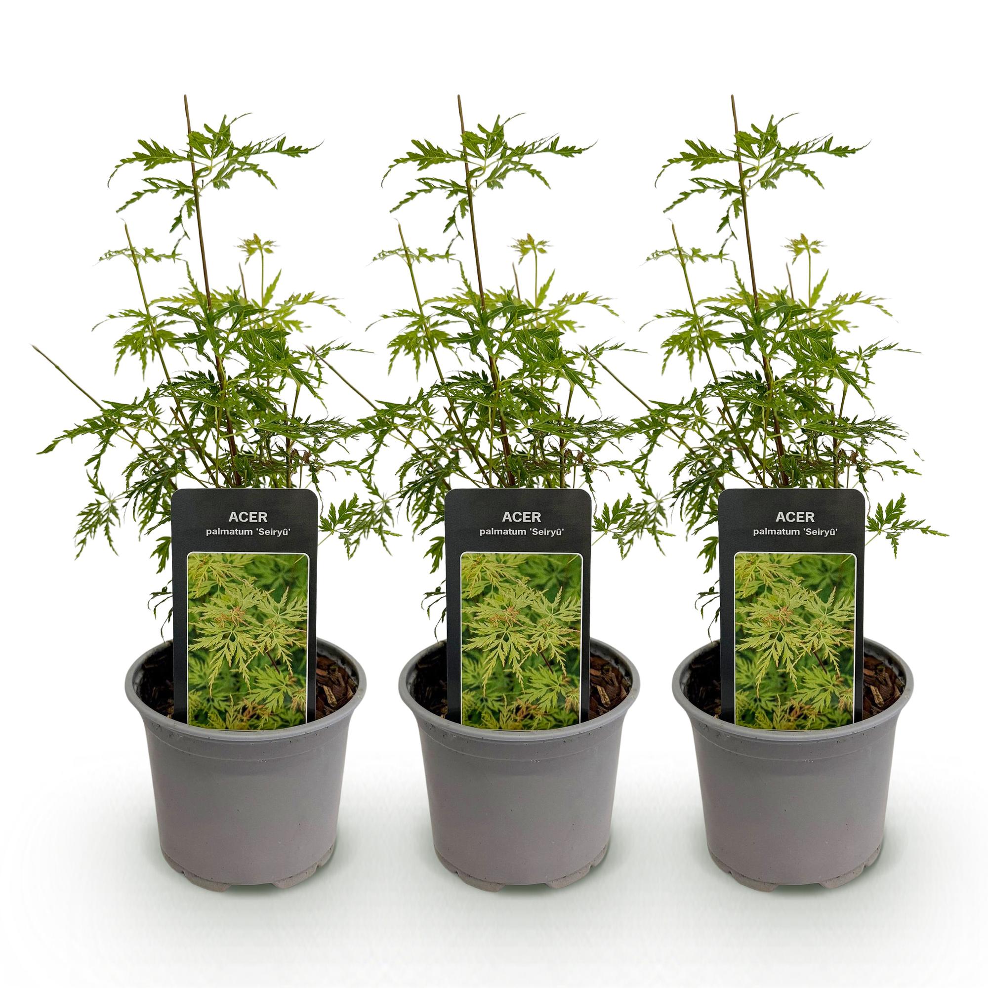 Tuinplant - Acer palmatum Seiryu - Groen 3 Planten - Bladverliezend - Weinig Onderhoud  - Pot 12cm Hoogte 35cm