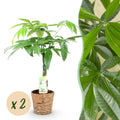 Green is... Kamerplanten - Pachira Aquatica gevlochten stam - Geldboom - Weinig onderhoud - met mand - Groen - 2 Planten - Pot 17cm - Hoogte 60-70cm