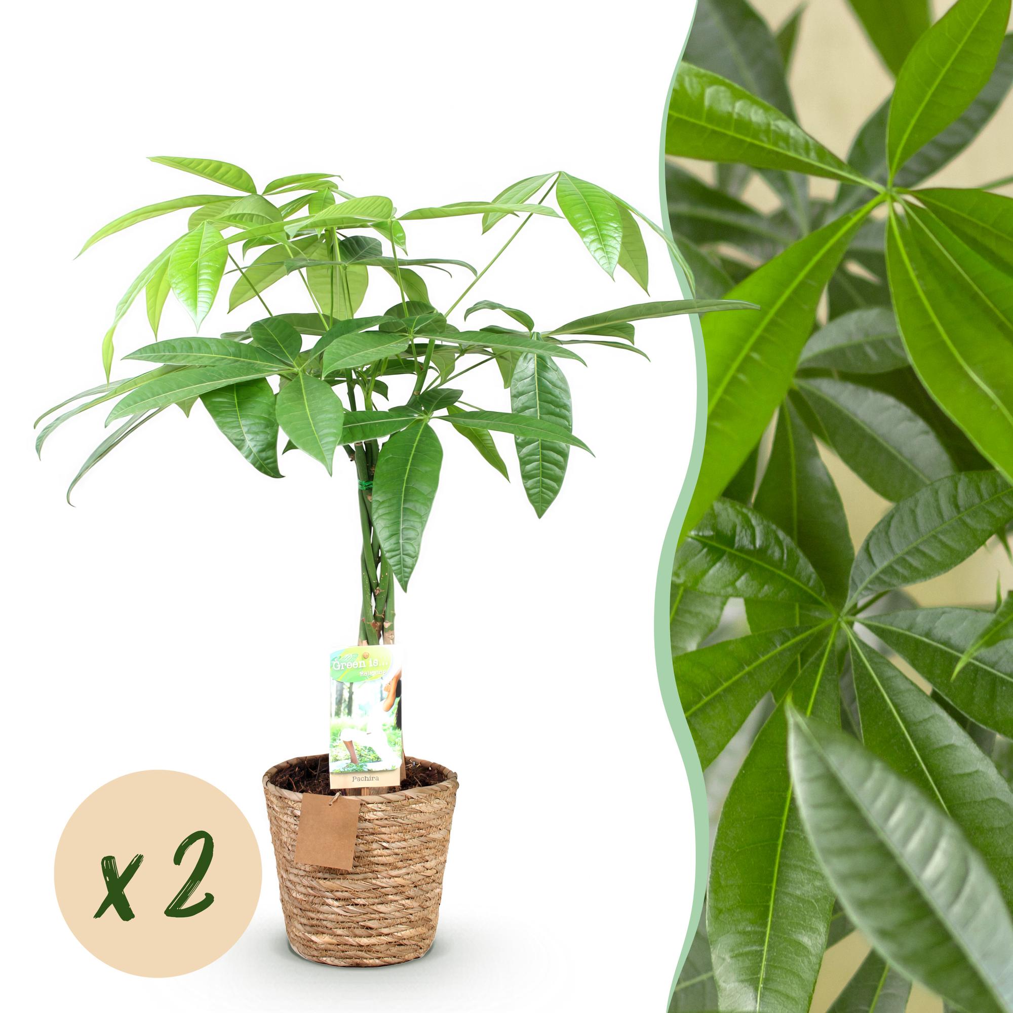 Green is... Kamerplanten - Pachira Aquatica gevlochten stam - Geldboom - Weinig onderhoud - met mand - Groen - 2 Planten - Pot 17cm - Hoogte 60-70cm