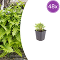 48x Polypodium vulgare - ↕10-25cm - Ø9cm