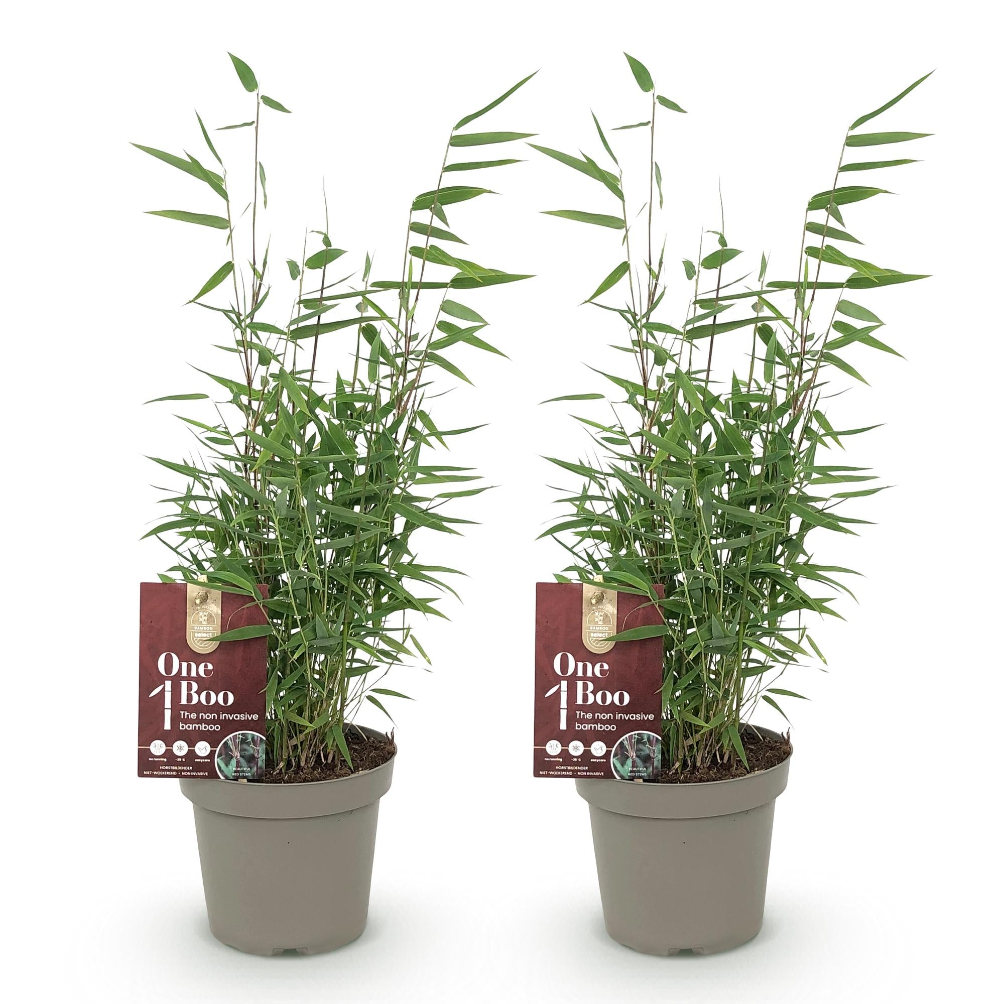 Bamboe - Fargesia Red Dragon - Groen - 2 Planten - Bladhoudend - Niet Woekerend- Pot 14cm Hoogte 35cm