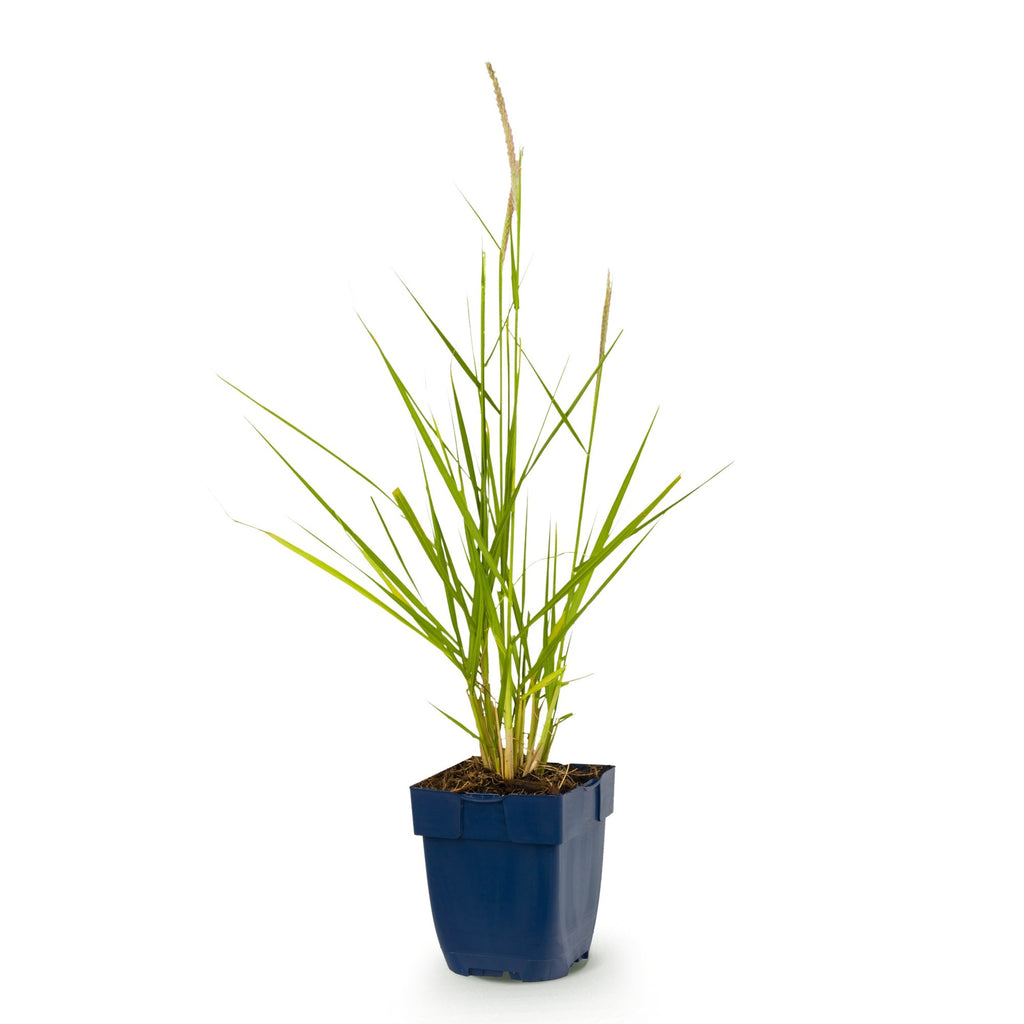 Grassen - Pennisetum or. Fairy Tales - Lampenpoetsergras - Met Pluim - Groen - 1 Plant - Pot 11cm - Hoogte 15-25cm