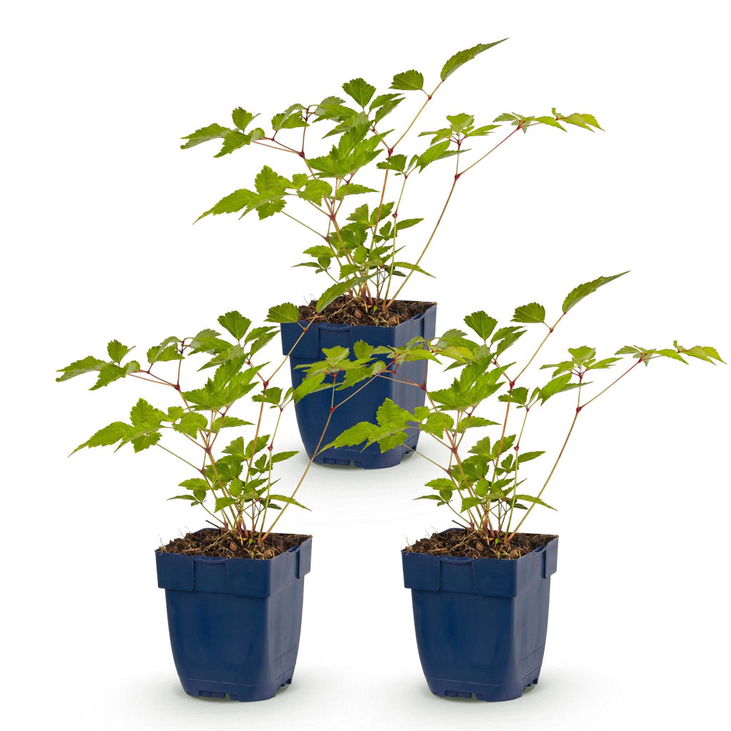 Vasteplant - Astilbe (J) Europa - Pluimspirea - Schaduw - Roze - 3 Planten - Pot 11cm - Hoogte 15-25cm