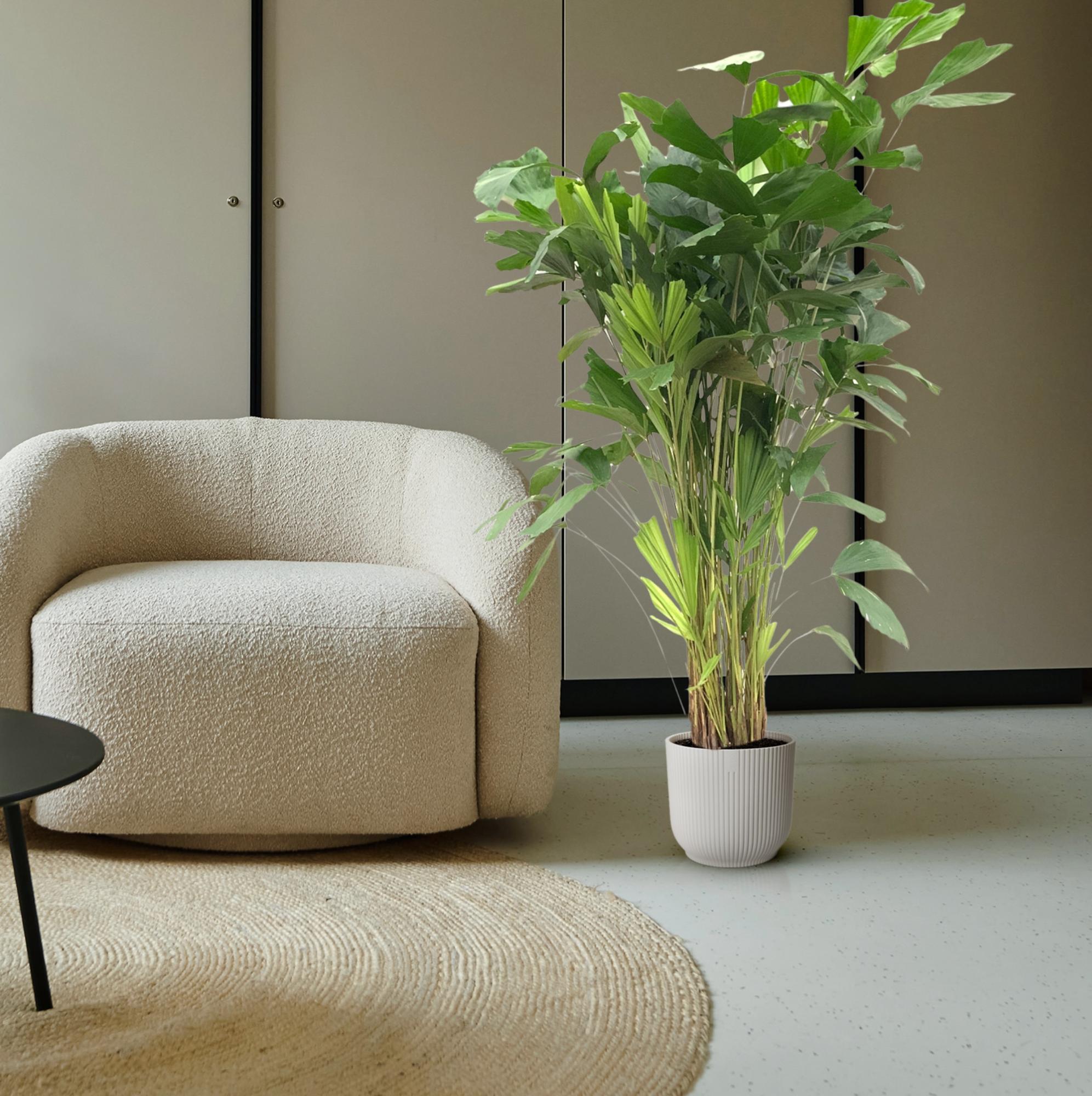 Caryota Mitis - 150 cm - ø27