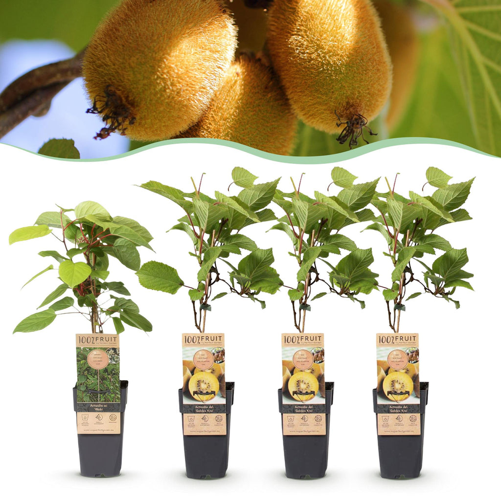 Fruitplant - Actinidia Weiki & Golden Kiwi - Kiwiplant - 1 Mannelijke - 3 Vrouwelijke - Planten - Geel - Pot 15cm - Hoogte 50cm