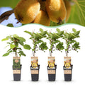Fruitplant - Actinidia Weiki & Golden Kiwi - Kiwiplant - 1 Mannelijke - 3 Vrouwelijke - Planten - Geel - Pot 15cm - Hoogte 50cm