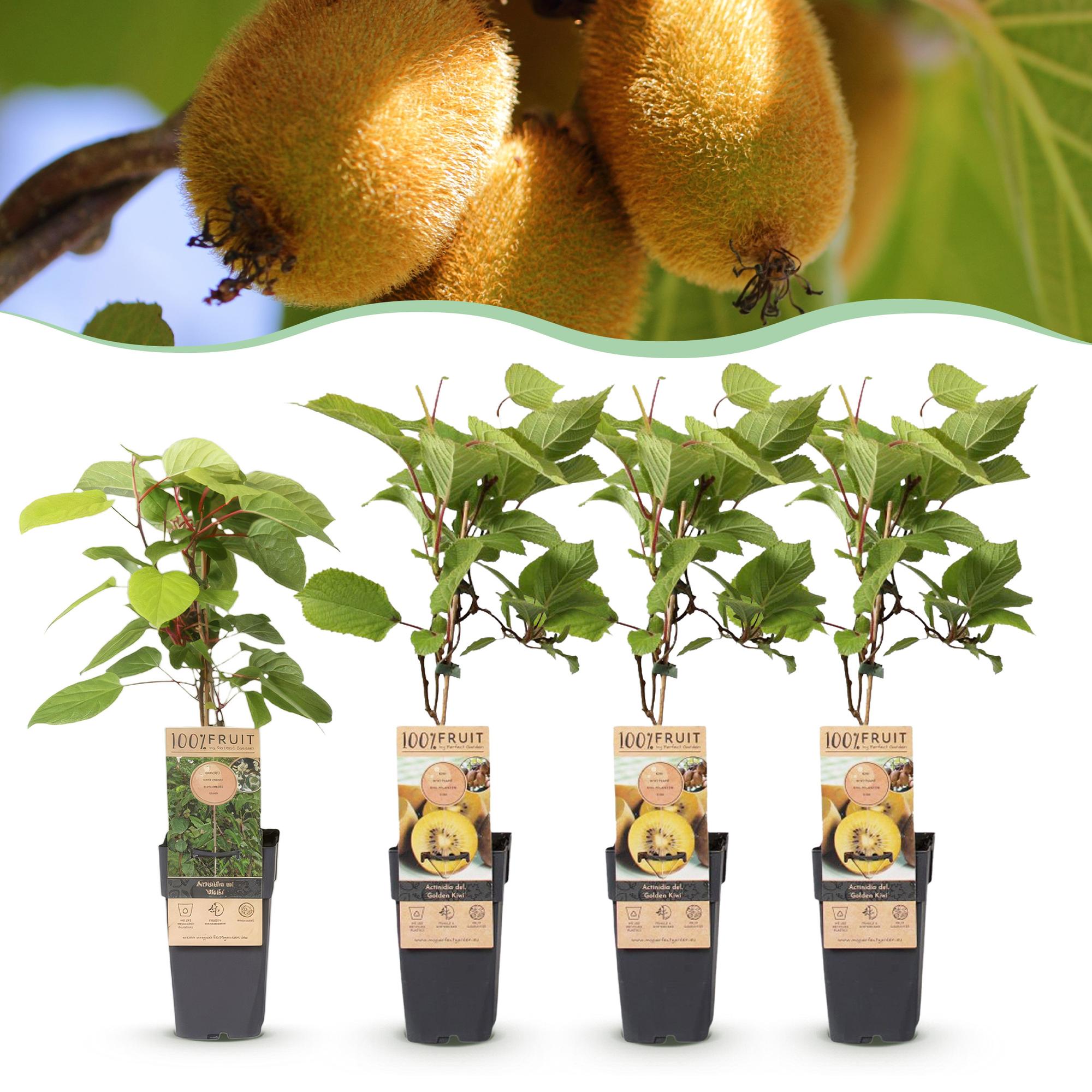 Fruitplant - Actinidia Weiki & Golden Kiwi - Kiwiplant - 1 Mannelijke - 3 Vrouwelijke - Planten - Geel - Pot 15cm - Hoogte 50cm