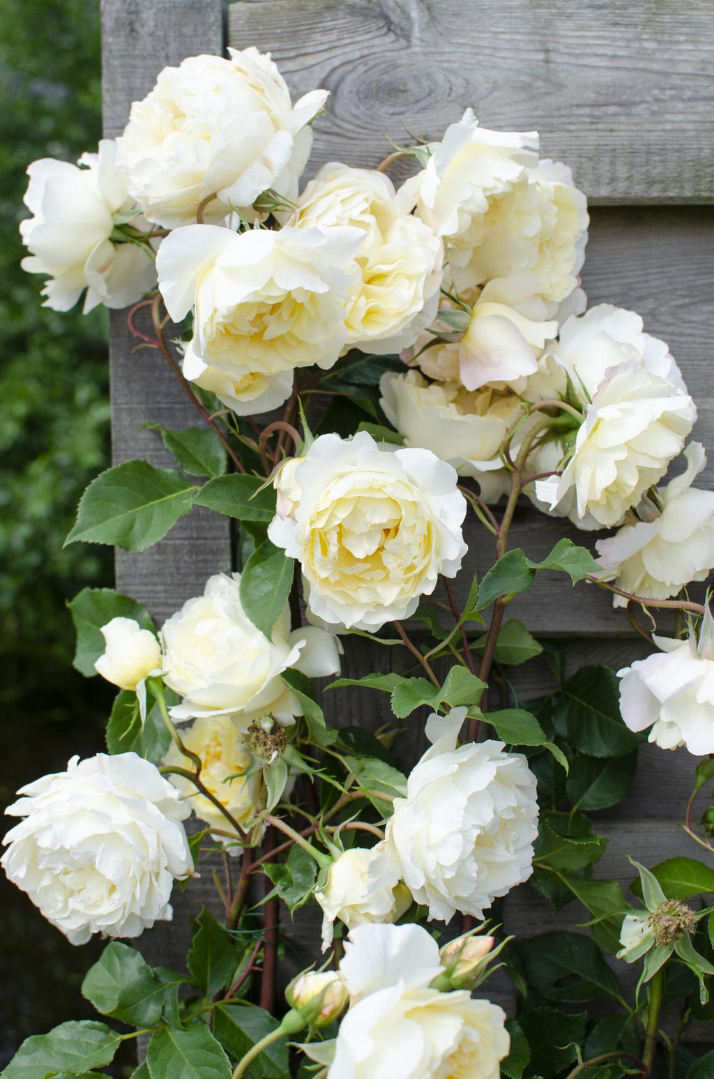 Rosa Crazy in love 'Vanilla' - Creme Roos - Ø15cm - ↕65cm