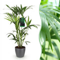 Kamerplant - Howea Forsteriana - Kentia Palm - Weinig Onderhoud - Groen - 1 Plant - met Potter Grijs - Pot 19cm - Hoogte 80-85cm