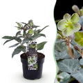 Tuinplant - Lenten Rose Helleborus sternii Silver Dollar - Groene  Bloem -1 Plant - Groenblijvend - Pot 14cm Hoogte 35cm