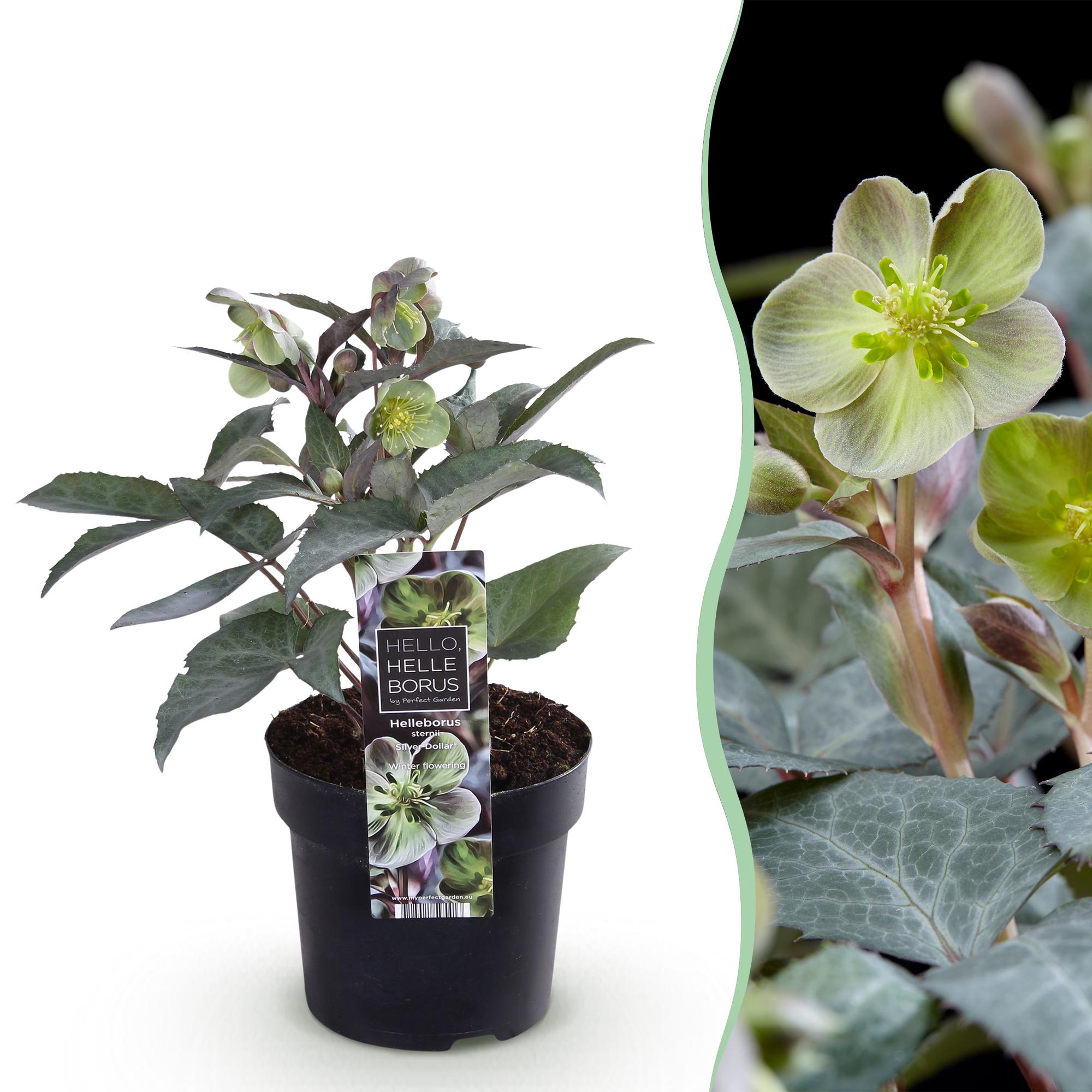 Tuinplant - Lenten Rose Helleborus sternii Silver Dollar - Groene  Bloem -1 Plant - Groenblijvend - Pot 14cm Hoogte 35cm