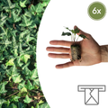 Hedera 'Green Ripple' – 6 Pluggen | Kweek & Geniet van de Mooie Klimplant