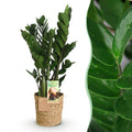 Green is... Kamerplanten - Zamioculcas - ZZ-plant - Weinig onderhoud - met mand - Groen - 1 Plant - Pot 17cm - Hoogte 65-75cm